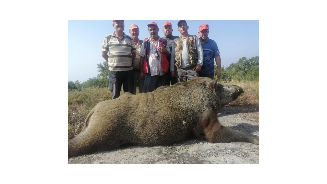 Bursa'da 400 kiloluk domuz avı